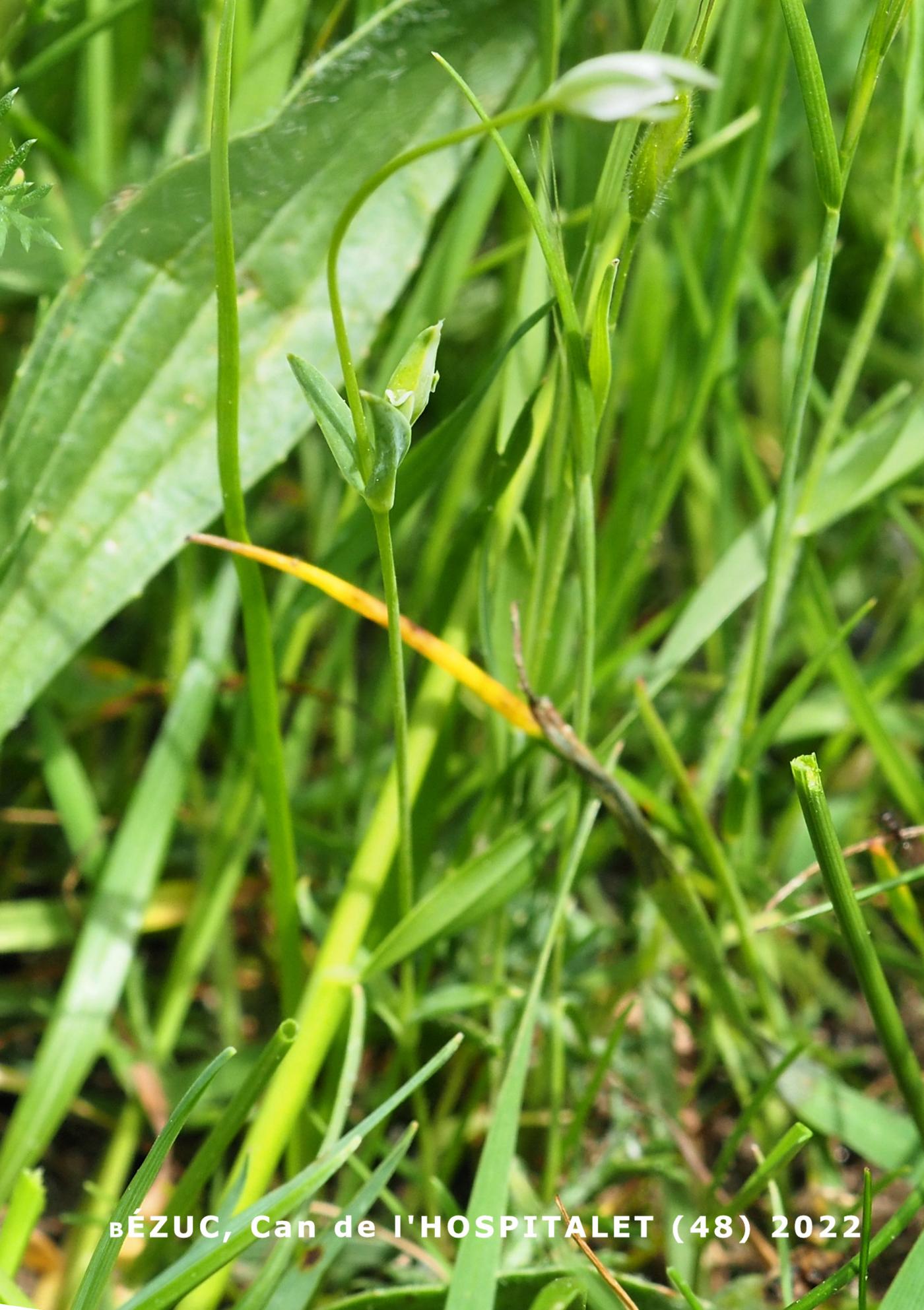 Mouse-ear, Upright plant